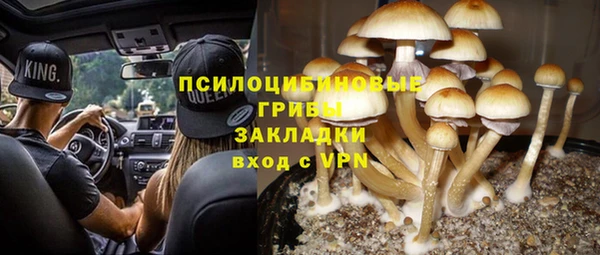 шишки Абаза